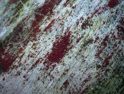 Scharlachrotes Pustelpilzchen, Foto 3