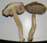 Schiefer Birkenpilz, Foto 7