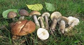 Schiefer Birkenpilz, Foto 10