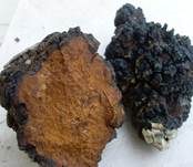 Schiefer Schillerporling, Foto 19