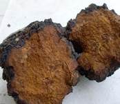 Schiefer Schillerporling, Foto 23
