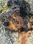 Schiefer Schillerporling, Foto 32