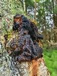 Schiefer Schillerporling, Foto 34