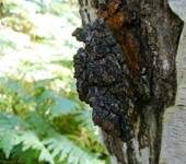 Schiefer Schillerporling, Foto 7