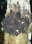 Schiefer Schillerporling, Foto 8