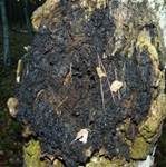 Schiefer Schillerporling, Foto 9