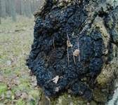 Schiefer Schillerporling, Foto 10