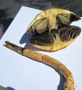 Schiefporiger Träuschling, Foto 4