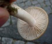 Schildrötling, Foto 12