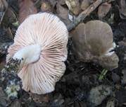 Schildrötling, Foto 5