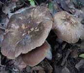 Schildrötling, Foto 7