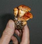 Schimmelpilz, Foto 13