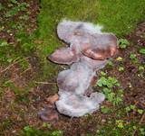 Schimmelpilz, Foto 22