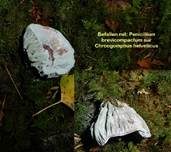 Schimmelpilz, Foto 30