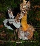 Schimmelpilz, Foto 31