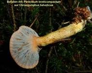 Schimmelpilz, Foto 33