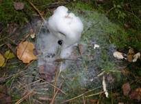 Schimmelpilz, Foto 7
