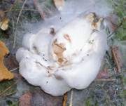 Schimmelpilz, Foto 8
