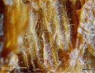 Schimmelpilz, Foto 72