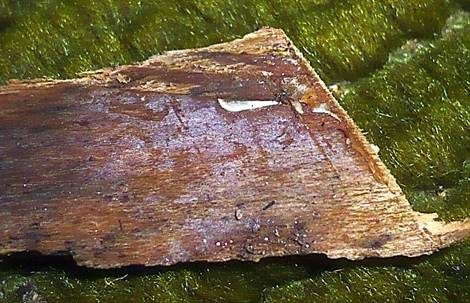 Schimmelähnlicher Wachskrustenpilz, Foto 2