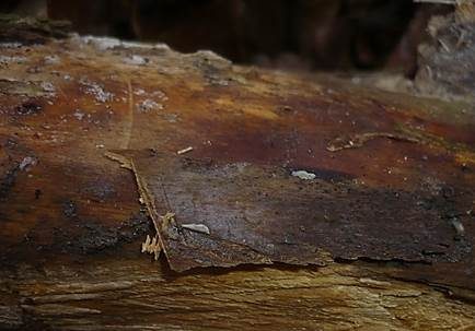 Schimmelähnlicher Wachskrustenpilz, Foto 3