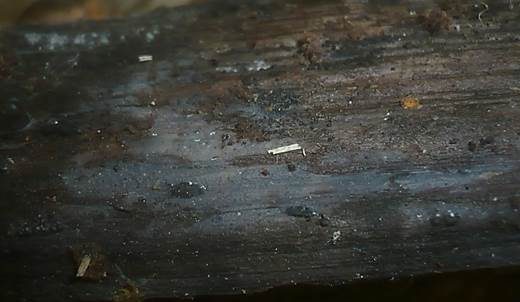 Schimmelähnlicher Wachskrustenpilz, Foto 4