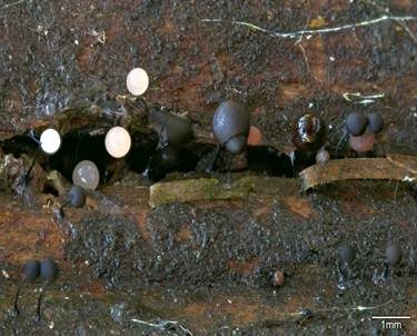 Schlaffes Fadenkügelchen, Foto 3