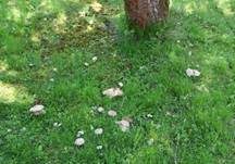 Schlehenrötling, Foto 42