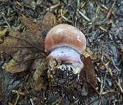 Schleiereule, Foto 8