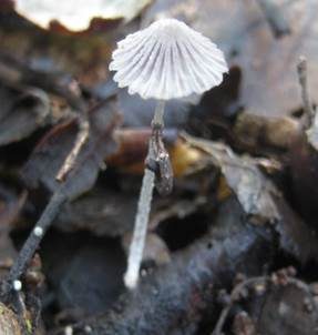 Schleiertintling, Foto 3