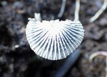 Schleiertintling, Foto 8