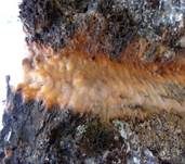 Schleimfluss, Foto 15