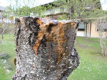 Schleimfluss, Foto 4