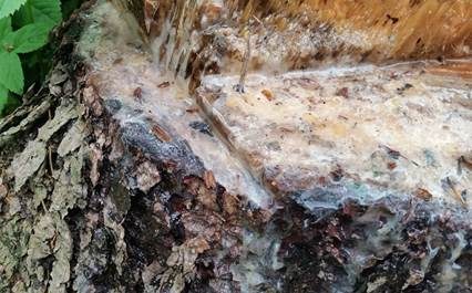 Schleimfluss, Foto 5
