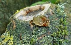 Schleimfluss, Foto 33
