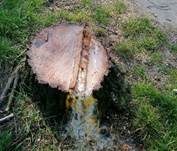 Schleimfluss, Foto 9