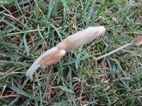 Schleimiges Samthäubchen, Foto 6