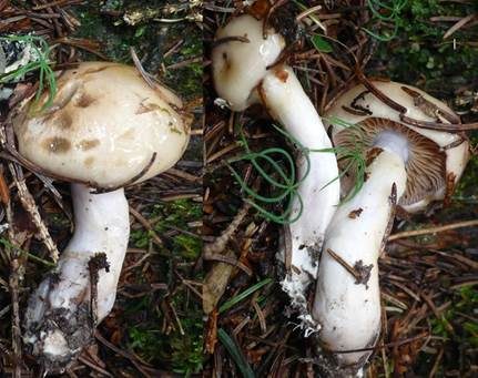 Schmächtiger Birken-Schleimfuß, Foto 2