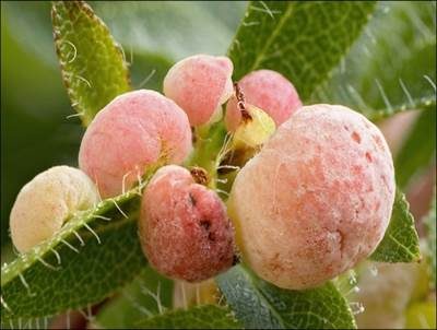 Alpenrosen-Nacktbasidie, Foto 2
