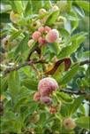 Alpenrosen-Nacktbasidie, Foto 7