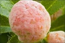 Alpenrosen-Nacktbasidie, Foto 10