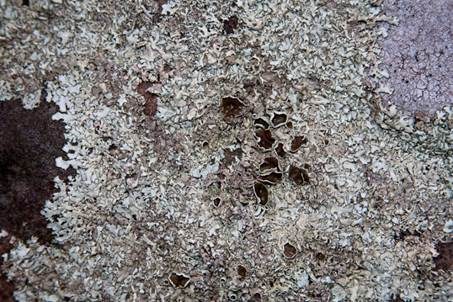 Schmalblättrige Schüsselflechte, Foto 2