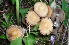 Schmalblättriger Faserling, Foto 16