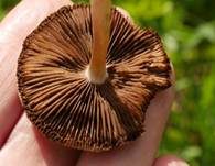 Schmalblättriger Faserling, Foto 35