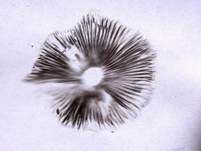 Schmalblättriger Faserling, Foto 36