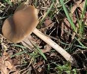 Schmalblättriger Faserling, Foto 41