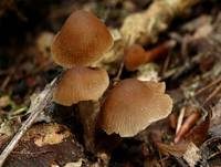 Schmalblättriger Faserling, Foto 6