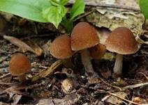 Schmalblättriger Faserling, Foto 7