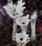 Schmale Trompetenflechte, Foto 7