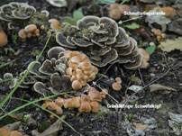 Schmetterlingstramete, Foto 60